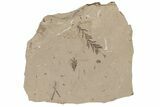Metasequoia Fossil Plate - McAbee Fossil Beds, BC #215664-1